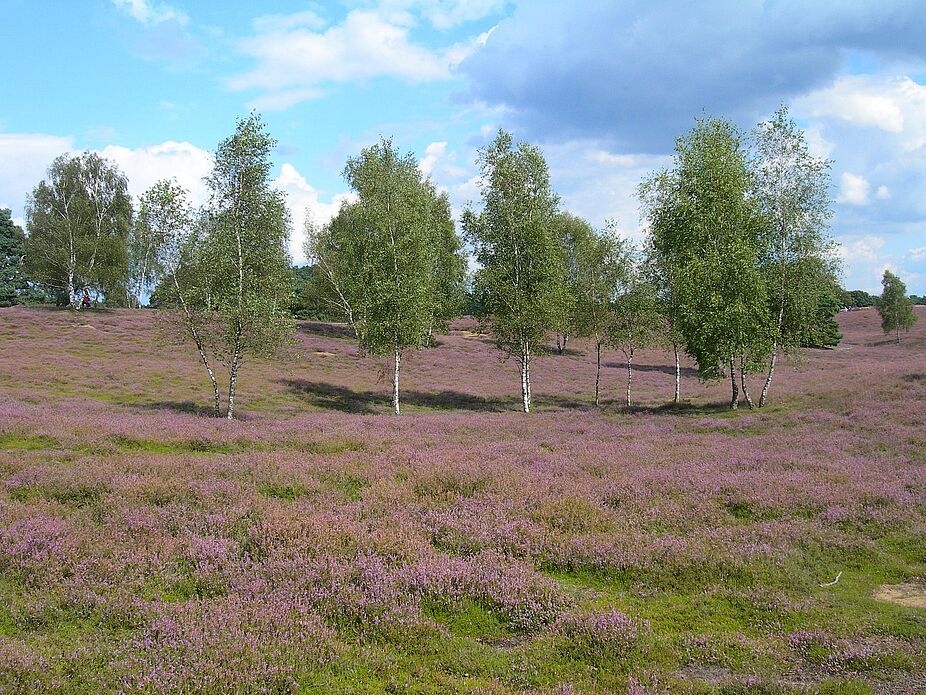 Westruper Heide Westruper Heide