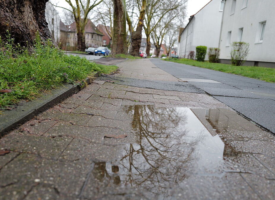 Wurzelwerk und Löcher Wurzelwerk und Löcher